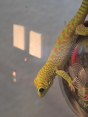 Phelsuma grandis, madagaskar taggecko sucht neues zu Hause
