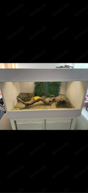 Gekkos mit Terrarium