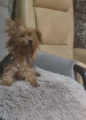 Yorkie Dame