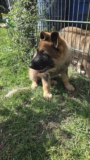Deutsche Schäferhund Welpen  DDR Linie 