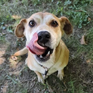 Pochita, liebe, sanfte und verschmuste Labrador Mix Hündin Bild 3