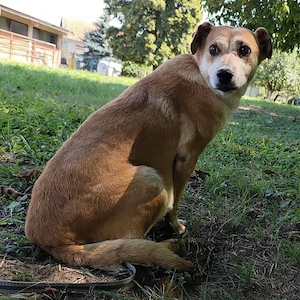 Pochita, liebe, sanfte und verschmuste Labrador Mix Hündin Bild 7
