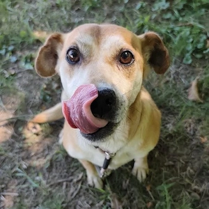 Pochita, liebe, sanfte und verschmuste Labrador Mix Hündin Bild 2
