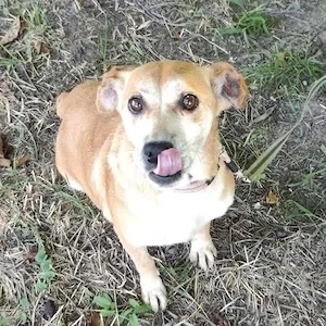 Pochita, liebe, sanfte und verschmuste Labrador Mix Hündin Bild 6