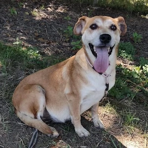 Pochita, liebe, sanfte und verschmuste Labrador Mix Hündin Bild 4
