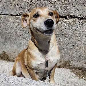 Pochita, liebe, sanfte und verschmuste Labrador Mix Hündin Bild 5