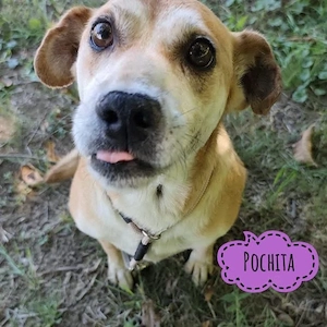 Pochita, liebe, sanfte und verschmuste Labrador Mix Hündin