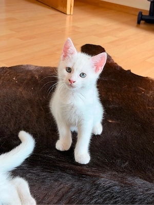 Russixh Blau Britisch Kurzhaar mix Kitten