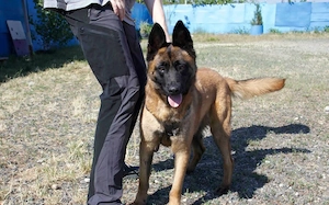 Aufgeweckter Malinois Mix Aaron sucht aktives Zuhause
