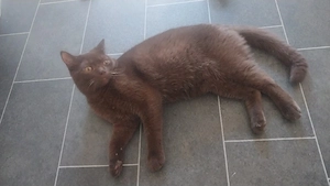 schoko bkh kater 