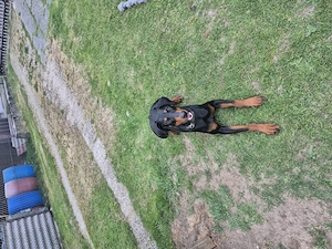 Dobermann Rüde fast 2 Jahre alt