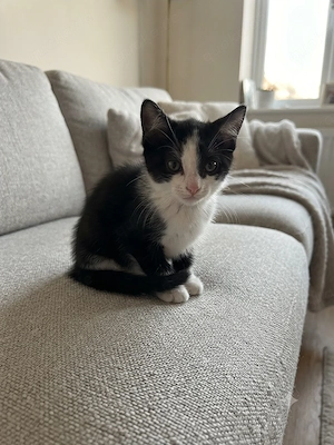 Liebevolles Zuhause für zauberhaftes Katzenmädchen gesucht 