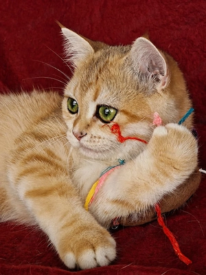 Bkh Kitten mit Stammbaum   Abgabebereit  2 Impfungen und Chip 
