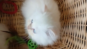  Perser Kitten 