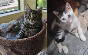 Kiki & Jonny Zwei kleine, ungewollte Seelen suchen Traumzuhause