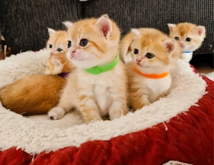 Bkh Kitten mit Stammbaum 