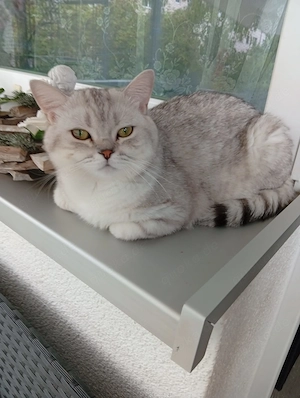 BKH Süßer Kater abzugeben 