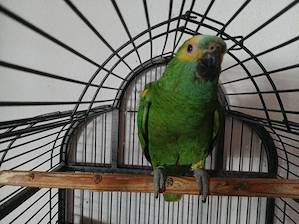 blaustirnamazone