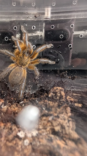Harpactira pulchripes Vogelspinne 