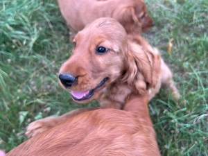 English Cocker Spaniel Welpen 