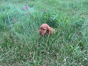 English Cocker Spaniel Welpen 