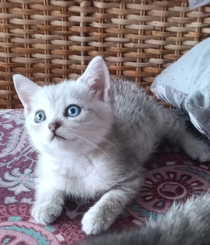 Zuckersüße Kitten 
