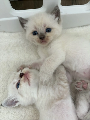 Bezaubernde BKH Blue Point, black silver shaded kitten