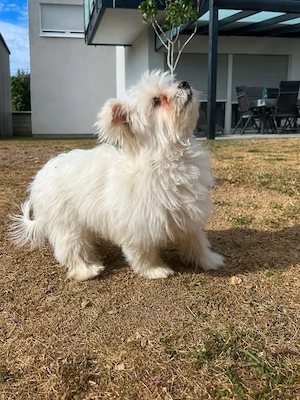 Yorkshier Terrier  Zwergspitz