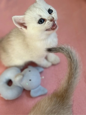 Britisch Kurzhaar Kitten
