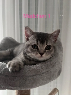 BKH Kitten