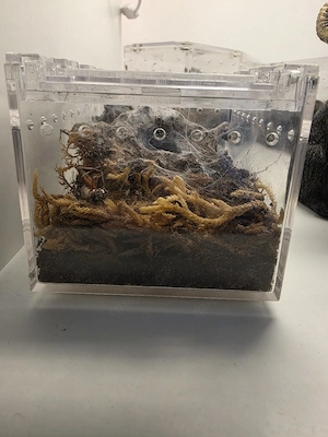 Chilobrachys natanicharum Vogelspinne