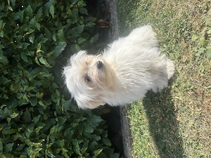 Yokshier Terrier  Zwergspitz Welpe