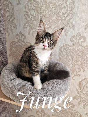 Maine-Coon-Kitten bereit zur Abgabe 