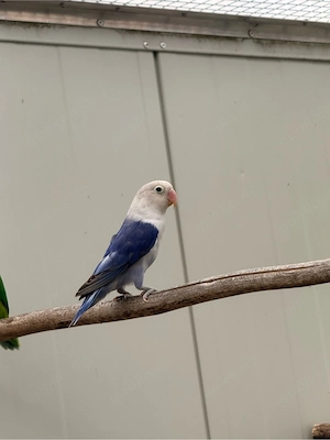 Rosenköpfchen (Agaporniden)