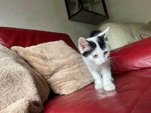 kitten 12 wochen alt