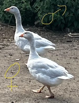 fränkische landgänse von 04 2026