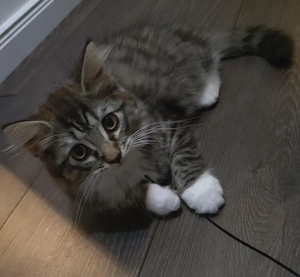 Maine-Coon-Mix Kitten   1 Katerchen und 1 Kätzchen abzugeben