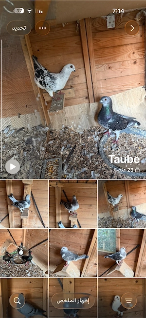 Syrische taube