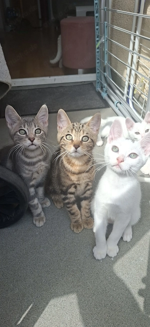 Kitten suchen Zuhause