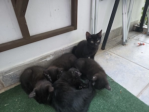 Katzenkitten zu verkaufen