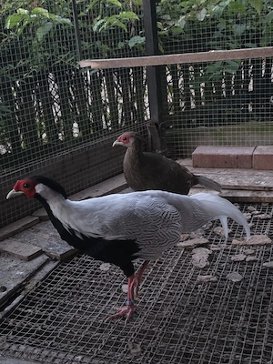 Guten Abend wir geben noch ein sehr schönes Pärchen Silberfasane ab.