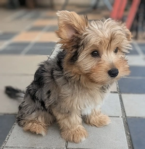 Yorkshire Terrier Welpen Merle 