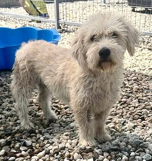Cooper, plötzlich ist sein Zuhause weg...