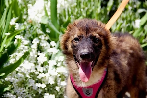 Mishka   Liebenswerter Junghund sucht seine Herzensmenschen