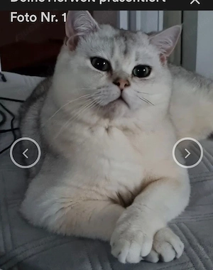 Wunderschönen Kitten(nur noch Mädchen)für 400 Euro  Bild 4
