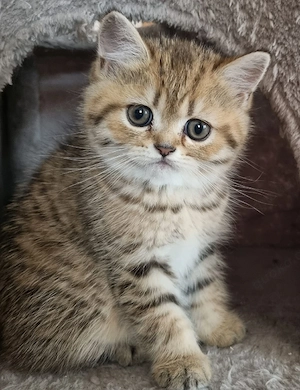 Wunderschöne Kitten suchen neues Zuhause 