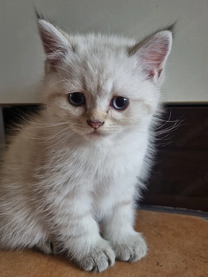 Wunderschöne Kitten suchen neues Zuhause 