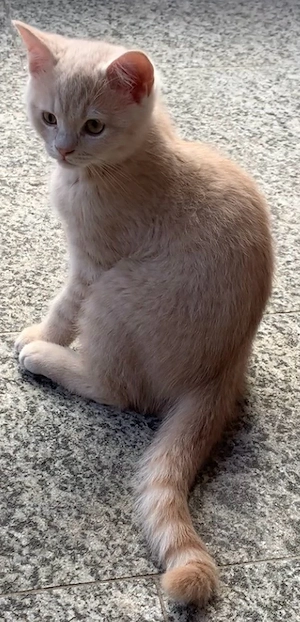 BKH Kater darf ausziehen