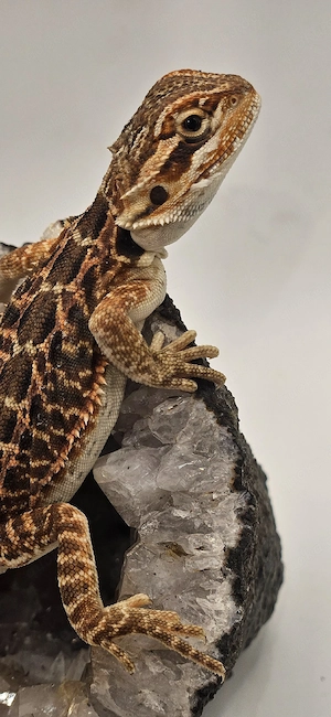 Bartagame pogona vitticeps Leatherback 100% het trans