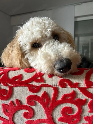 Goldendoodle 1Fbb Standard Welpen 